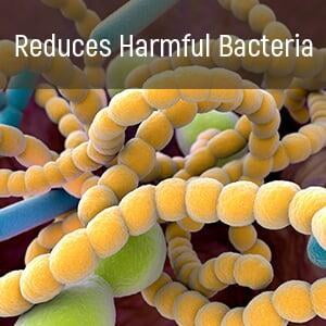 reduces harmful bacteria